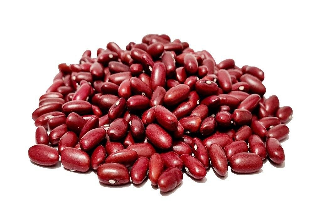 Export-grade light red kidney beans showing uniform size and moisture compliance for bulk B2B shipping